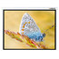 Экран Lumien Master Control 141x220 см Matte White , с электроприводом (LMC-100129)