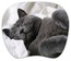 Коврик для мышки PC PET MP-TOM TURBO (Grey cat)