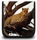 Портмоне PC PET на 32CD/DVD Leo