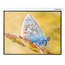 Экран Lumien Master Control LMC-100114 189x240 см Matte White FiberGlass,  с электроприводом